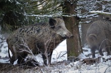 Wildschwein (Sus scrofa)