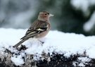 Buchfink mal im Schnee,an der Futterstelle