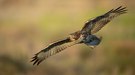 Red Tailed Hawk