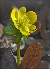 Gelber Frühlingsbote