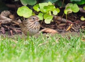 Lincolnammer (Melospiza lincolnii)