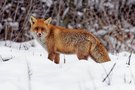 Fuchs nach der Mahlzeit - dem hats geschmeckt!