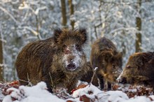 Wildschweine auf der Suche