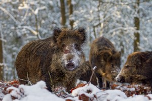 Wildschweine auf der Suche