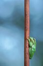 Laubfrosch