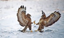 Bussard give me five!