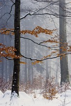 Ein Blick in den Winterwald ...