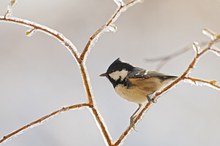 der kürzliche Wintereinbruch