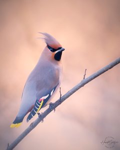 Mein erster Seidenschwanz