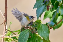 Sommergoldhähnchen