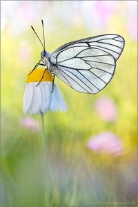 Baumweißling (Aporia crataegi)