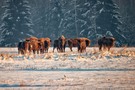 Wisente in der Abendsonne in Bialowieza