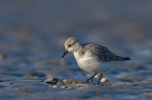 Tiefkühlkost für den Sanderling