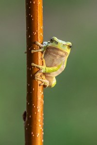 Ein Laubfrosch ...