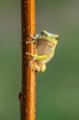 Ein Laubfrosch ...