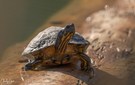 Schmuckschildkröte