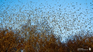 Bergfinken (Fringilla montifringilla)