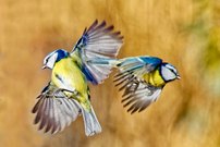 Wenn genug ist, ist genug