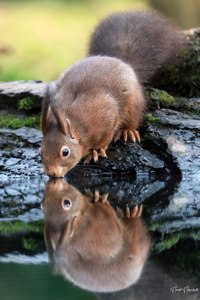 Doppelhörnchen an der Wasserstelle