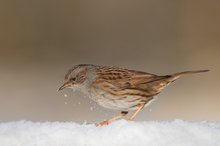 Heckenbraunelle im Schnee