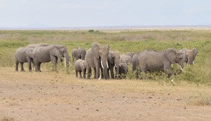 Elefantenfamilie (2)