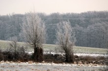 Winterbild mit Reif