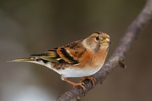 Bergfink (Fringilla montifringilla)Weibchen