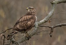 Ein Prachtvogel