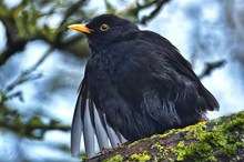 Amsel