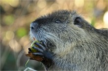 Nutria auf Abwegen