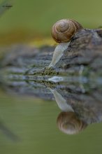 Durstige Schnecke