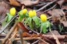 Winterlinge kündigen den Frühling an