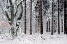 ... nach frischem Schneefall in der Nacht