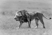 In Erinnerung an Olobor