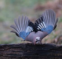 Eichelhäher Flug-Studie