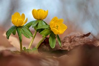 Etwas Licht nach dem Regen