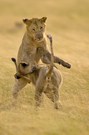 Jugend übt - die Natur braucht uns nicht