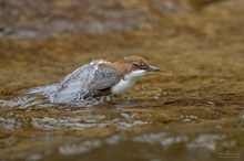 Die Wasseramsel taucht auf