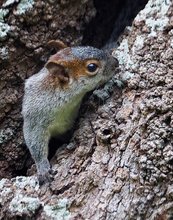 Rotbauchhörnchen (Sciurus aureogaster)