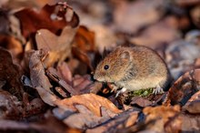 eine süße Begegnung auf dem Waldweg