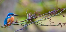 Wunderschöner Eisvogel an der Ruhr