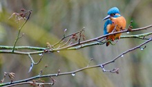 Eisvogel im Auenwald