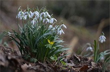 Frühling ist eingeläutet