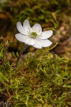 weisses Leberblümchen