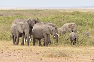 Elefantenfamilie (3)