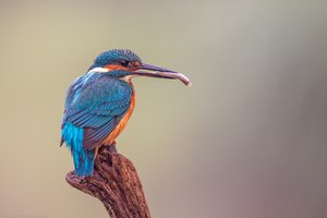 Eisvogel mit Fisch