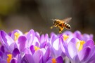 Flugbetrieb in der Krokuswiese