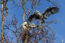 Graureiher (Ardea cinerea) werden nicht geduldet