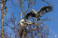 Graureiher (Ardea cinerea) werden nicht geduldet