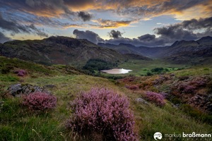 Heideblüte im Lake District NP in England